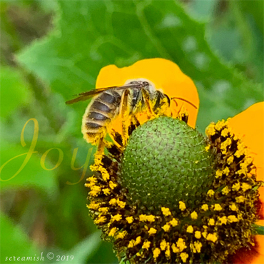 Honey Bee covered in pollen on a Mexican Hat flower