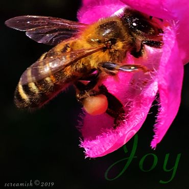 Honey Bee with full pollen sacs pollinating a bright pink flower, possibly a Purple Sage Bush flower