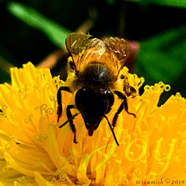 Face forward image of Honey Bee with glowing wings, pollinating a Dandelion