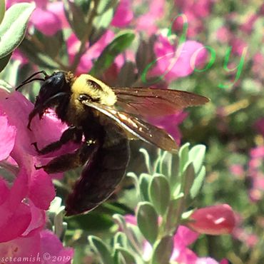 Carpenter Bee clinging to Purple Sage Bush flower
