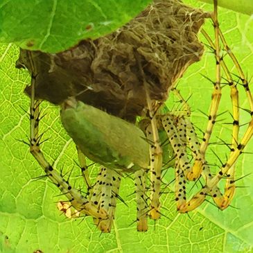 Green Lynx Spider protecting her new egg sac inside a Turk's Cap leaf