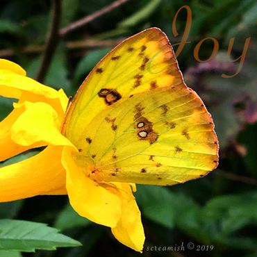 Orange Sulphur Butterfly nestled into bright yellow Esperanza blossoms