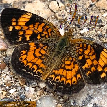Pearl Crescent Butterfly on gravel
