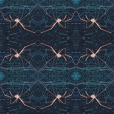 Dark navy and teal pattern based on a photograph of spider in its web. Macro pattern version.