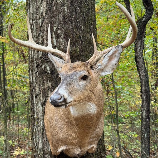 Deer with antlers mounted on a tree.