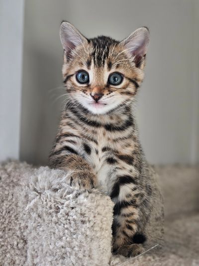 Bengal Kitten