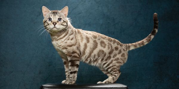 Snow Bengal