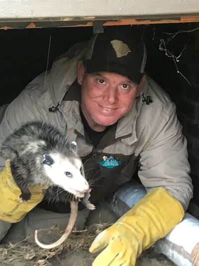 Jesse Tenley removing a opossum from under a client's house.