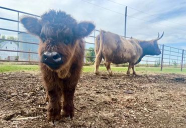Scottish Highland Cattle, Scottish Highland Cow, Scottish Highland calf, farm, ranch