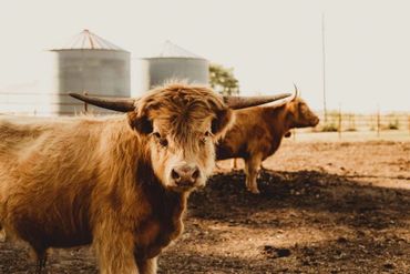 Scottish Highland Cattle, Scottish Highland bull, farm, ranch