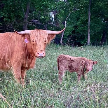 Scottish Highland cattle, Scottish Highland cow, Scottish Highland calf, grass, farm, ranch