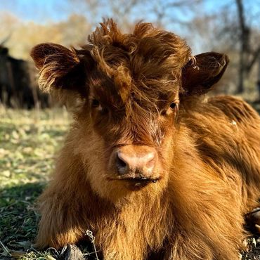 Scottish Highland Cattle, Scottish Highland Calf, Huckleberry, bedhead