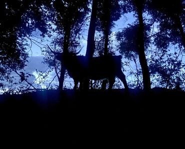 Scottish Highland Cattle, Scottish Highland Cow, Nubs, silhouette