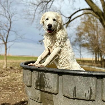 Great Pyrenees, puppy, water tank, farm, ranch