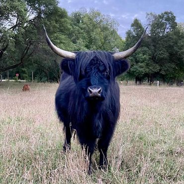 Scottish Highland Cow, Scottish Highland Cattle, Ranch, black cow