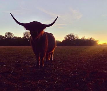 Scottish Highland Cattle, Scottish Highland cow, sunset
