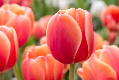 Close-up of vibrant orange tulips.