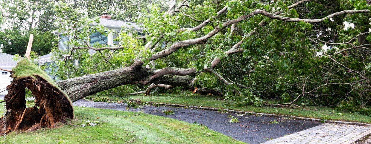 A large tree uprooted and fallen across a driveway near a house.