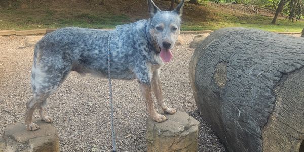 Blue heeler dog standing on wooden stumps outdoors.