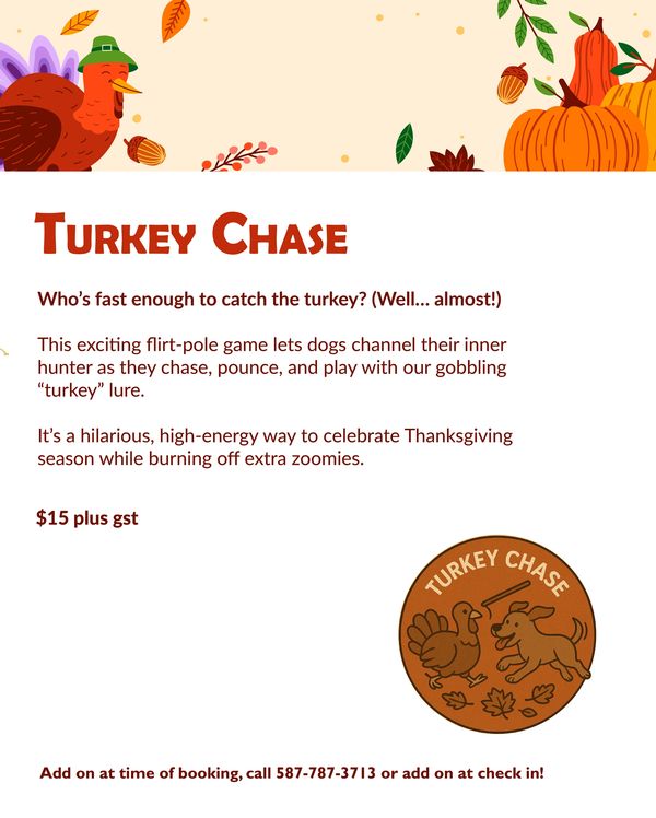 Turkey Chase activity