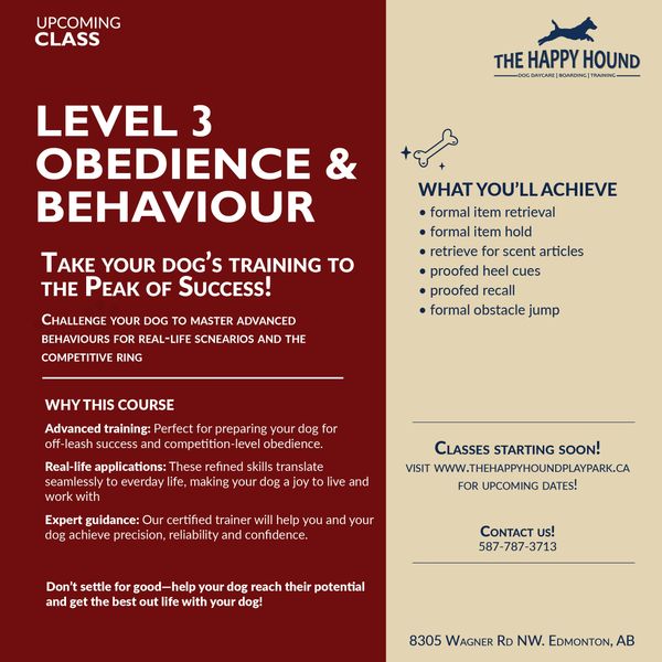 Level 3 Obedience Group Class Description
