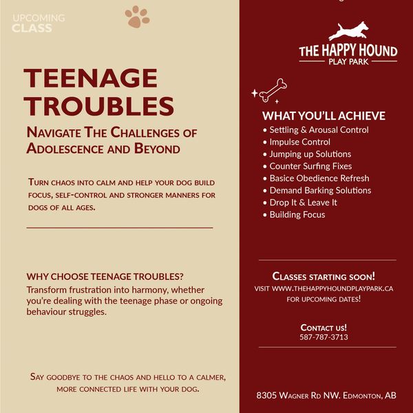 A promotion for a teenage troubles dog training class