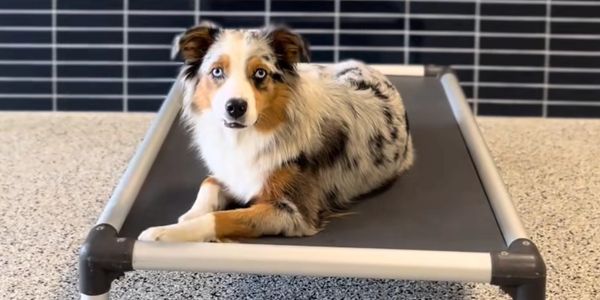 A dog resting on a bed