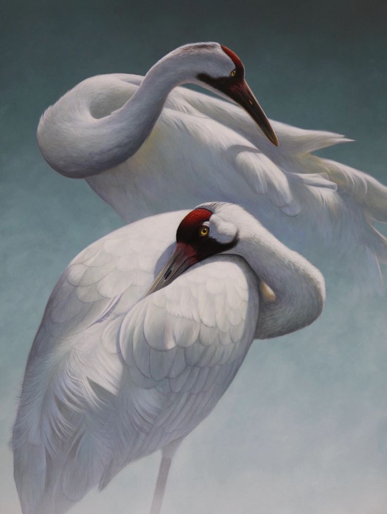 "Pas De Deux" Whooping Cranes, 18"x 24" Acrylic. SOLD