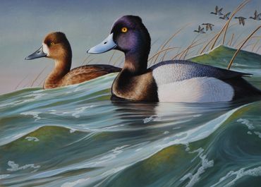 "Lesser Scaup" Top 5 - North Carolina Duck Stamp contest - 13"x 18" acrylic - Sold