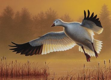 "Golden Hour Snow Goose" 3rd place Ohio Waterfowl Stamp 2024 "13" x 18" Acrylic - Sold.