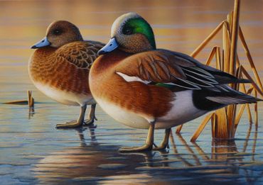 Federal Duck Stamp entry, 2022. American Wigeons. 7"x 10" acrylic. SOLD