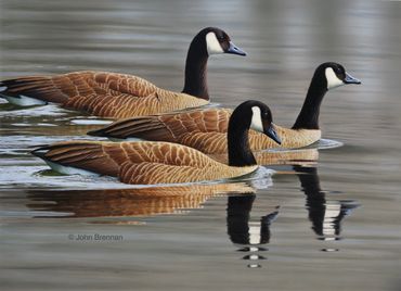 California duck stamp winner, 2023. 13"x 18" Acrylic. SOLD