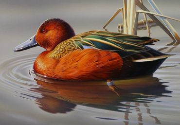 Federal Duck Stamp entry, 2020. Cinnamon Teal, 7"x 10" acrylic. SOLD