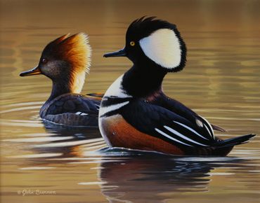 Michigan Duck Stamp winner, 2022. Hooded Mergansers, 7"x 9" acrylic. SOLD
Prints available.