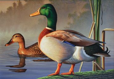 Mallards - 2017 Federal Duck Stamp entry - 9th Place - 7"x 10 Acrylic - Available
