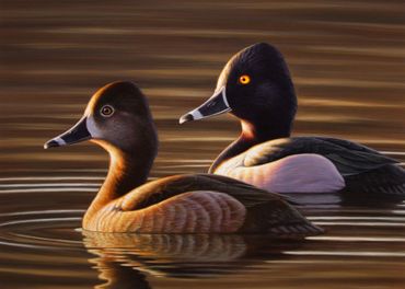 "Morning Ring-Necks" top 5 North Carolina Duck Stamp contest - 13"x 18" Oil. Sold.