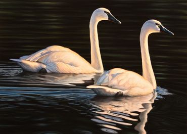 "Tundra Swan Retreat" 13"x 18" acrylic. Available.