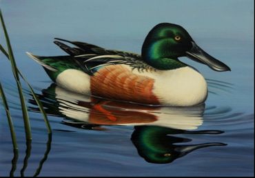 Northern Shoveler - 2008 Federal Duck Stamp entry - 7"x 10" acrylic. Available.