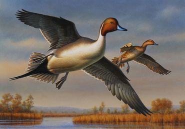 Federal Duck Stamp entry, 2023. Northern Pintails. 7"x 10" acrylic - SOLD.