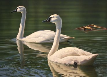 "Emerald and White" Tundra Swans - Top 5 North Carolina Duck Stamp contest - 13"x 18" acrylic. Sold.
