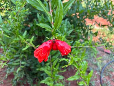 Two bright red flowers hanging from a green leafy branch.