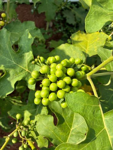 Close-up of green berries on a leafy plant in sunlight.