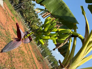 A bunch of unripe bananas growing on a banana tree in a sunny field.