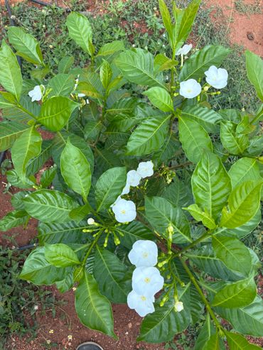 Green plant with glossy leaves and small white flowers on reddish soil.