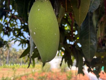 A close-up of a green mango hanging on a tree branch.