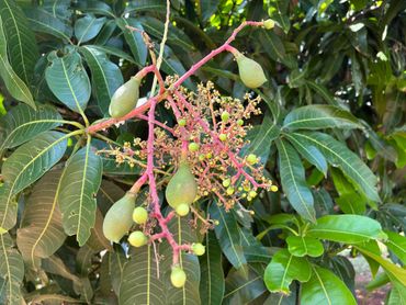 Close-up of immature mango fruits on a tree with green leaves and pink stems.