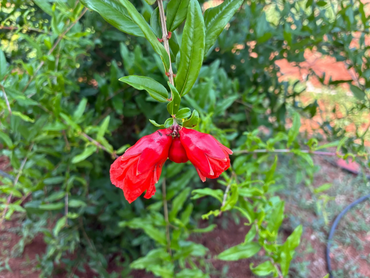 Two vibrant red flowers hanging from a green leafy branch.