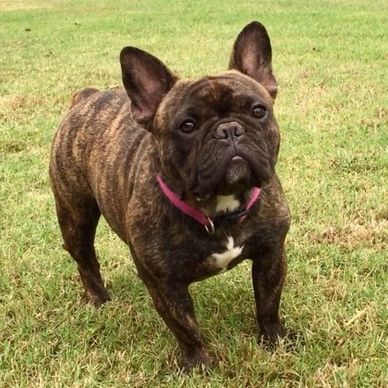 FRENCH BULLDOG UKC CHAMPION, French Bulldog Breeder