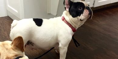 PIED FEMALE FRENCHIE, French Bulldog Breeder