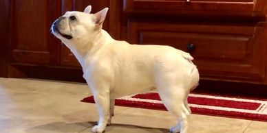 FRENCH BULLDOG FEMALE, French Bulldog Puppies For Sale